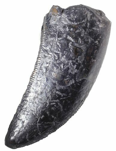 Tyrannosaur Tooth - Judith River Formation, Montana #63116